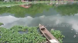 Thousands of fish die at Maninjau Lake, Indonesia