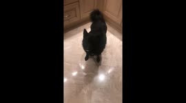 Dog is unaware of his mustache!