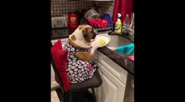 Since I treat my dogs like children, I assign them chores.
