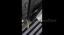 Pet Cat Squeezes Through Sliding Door
