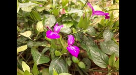 Flower of love. Purple - color of fidelity