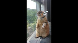 Prairie dog relaxes next to window after operation