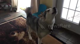 Snow Storm Hits Eastern Canada makes Alaskan malamute Sojou very Happy