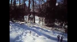Alaskan Malamute Sojou Frosty Howls to my Harmonica playing