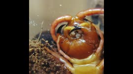 Giant Centipede Cleaning Itself