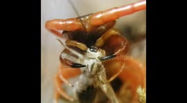 Giant Pet Centipede Eats the Head of a Cricket