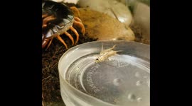 Giant Pet Centipede Hunts a Cricket and Gets a Mouthful of Water Instead
