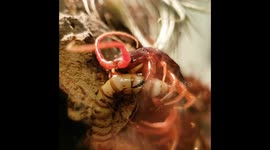 Giant Pet Centipede Eats a Superworm