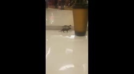 Cleaning service officers try to catch a weasel that entering shopping mall