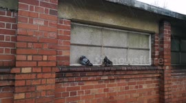 Pigeons Hide From The Bad Storm Weather in South woodford