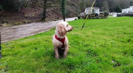 Cute Cockapoo Rests After Walk In Storm Ciara