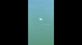 Swimming Jellyfish