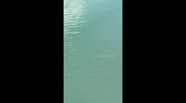Swimming Sardines