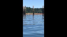 Seals playing in bay