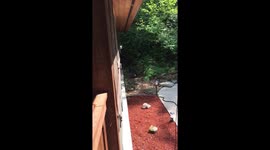 Raccoon family sneaking through backyard