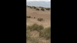 Border collie Dog running across sand dunes in north norfolk