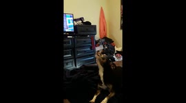 Dog is trying to sing opera with owner
