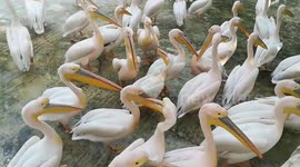 Queued Pelicans Waits Visitors Thrown Fishes