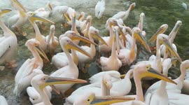 Pink Pelican Reactions When They Don't Catch Fish