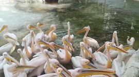 Hungry Packed Pelican Waits Special Fishes