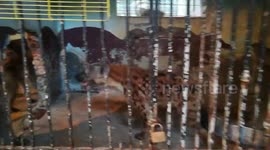 Old Hyena Spicis Lives In Giza Zoo
