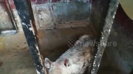 Hyena Tears After Locked ALone In Zoo