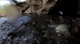 Crazy hungry fish