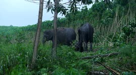 Wild Sumatran Elephant Gives Birth At A Wildlife Reserve In Indonesia