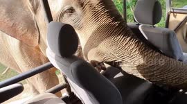 Wild bull elephant reaches into safari truck to rummage for food in hair-raising encounter
