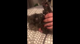Naughty cat steals food
