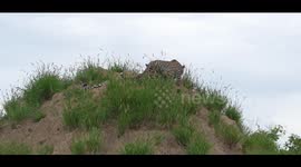 Mating Leopards on Termite Hill - Watch Till The End