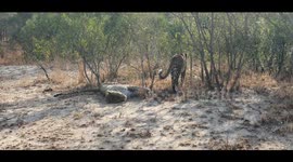 Mating Leopards - Female Flirting