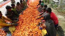 I carrot believe how clean these are! Bangladeshi workers clean veg in vigorous fashion