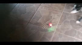 Boston Terrier Dog vs Drone