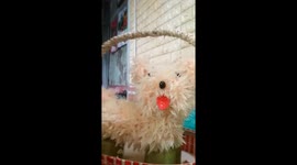 Sculptor in Vietnam is able to carve fluffy dog from chunks of grapefruit