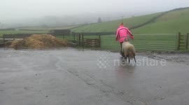This adorable video shows a pet sheep joyfully bouncing around a farmyard after its owner