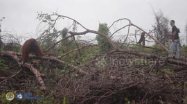 Indonesian officials rescue orangutan after forest destroyed by illegal gold miners