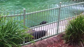 Male sea lion gets 10 out of 10 for attempting to seduce female sea lion