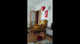 Look how this cute cat tries to hold on to a valentine balloon