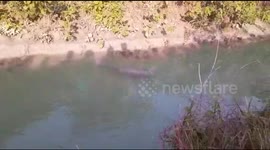 Watch - Dolphin rescued from water miner and left into river in Barabanki