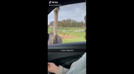 Woman 'attacked' while feeding an ostrich in UK safari park