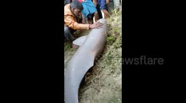 Rare dolphin rescued from water channel and returned to river in north India