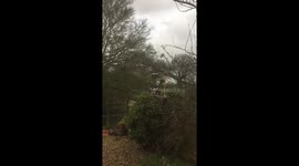 Birds come out after storm Ciara