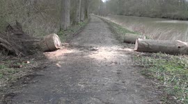 100 year old tree felled by storm ciara.
