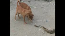 Ten feet long Phyton rescued from Northern East India.