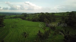 Drone footage of rice fields on the beautiful Indonesian island of Bali