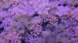 Satisfying and fascinating look at upside down jellyfish off Australia's Gold Coast