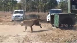 Moment ‘man-eater’ tiger released into the jungle with a chilling roar