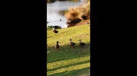 Ducks having a threesome