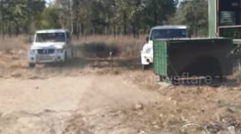 Tiger Jai leaps out of crate, scares elephants with his thunderous roar while being released into Satpura Tiger Reserve in Central India